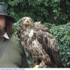 Greifvogelwarte